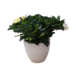 Gardenia Plant