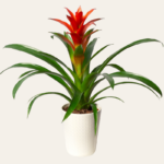 Guzmania Plant