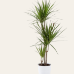 Dracena plant ( 3 sticks )