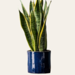 Snake Plant - 29