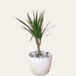 Dracaena Plant - 30 JD