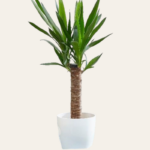 Dracaena Massangeana - 34 JD