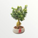 Medium Bonsai Plant- 53 JD